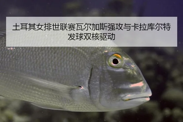 tu-er-qi-nv-pai-shi-lian-sai-wa-er-jia-si-qiang-gong-yu-ka-la-ku-er-te-fa-qiu-shuang-he-qu-dong-2-992.jpg